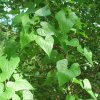 Dioscorea communis